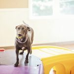 How Exercise Impacts Your Pet’s Wellness: What Every Pet Parent Should Know
